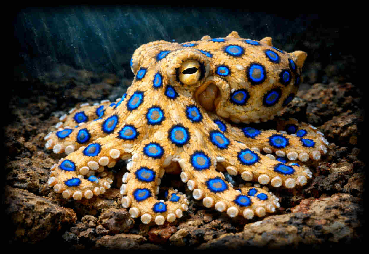 Blue-ringed octopus card art