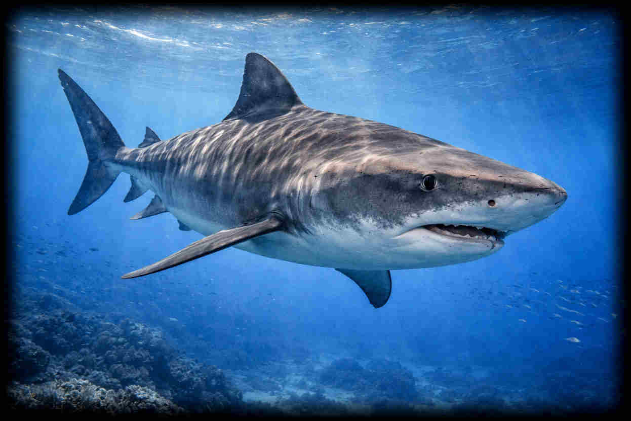 Tiger Shark Card